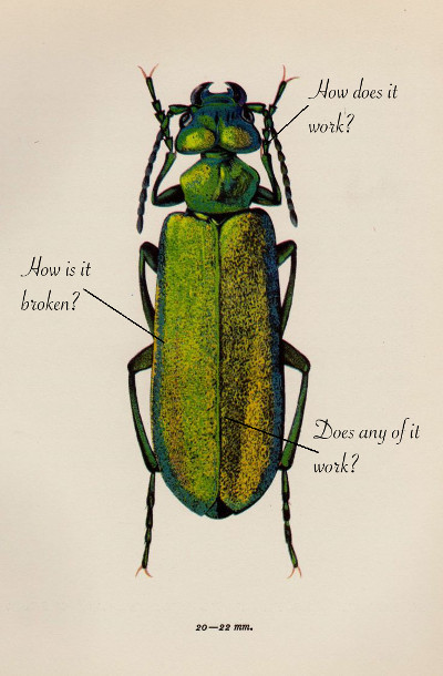 Anatomy of a bug